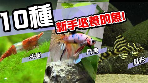 哪一種魚最好養|10種激推!給新手的魚~養這些!讓你告別養魚殺手~【憩魚水族】